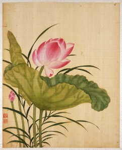 Lotus Flower Lotus Flower